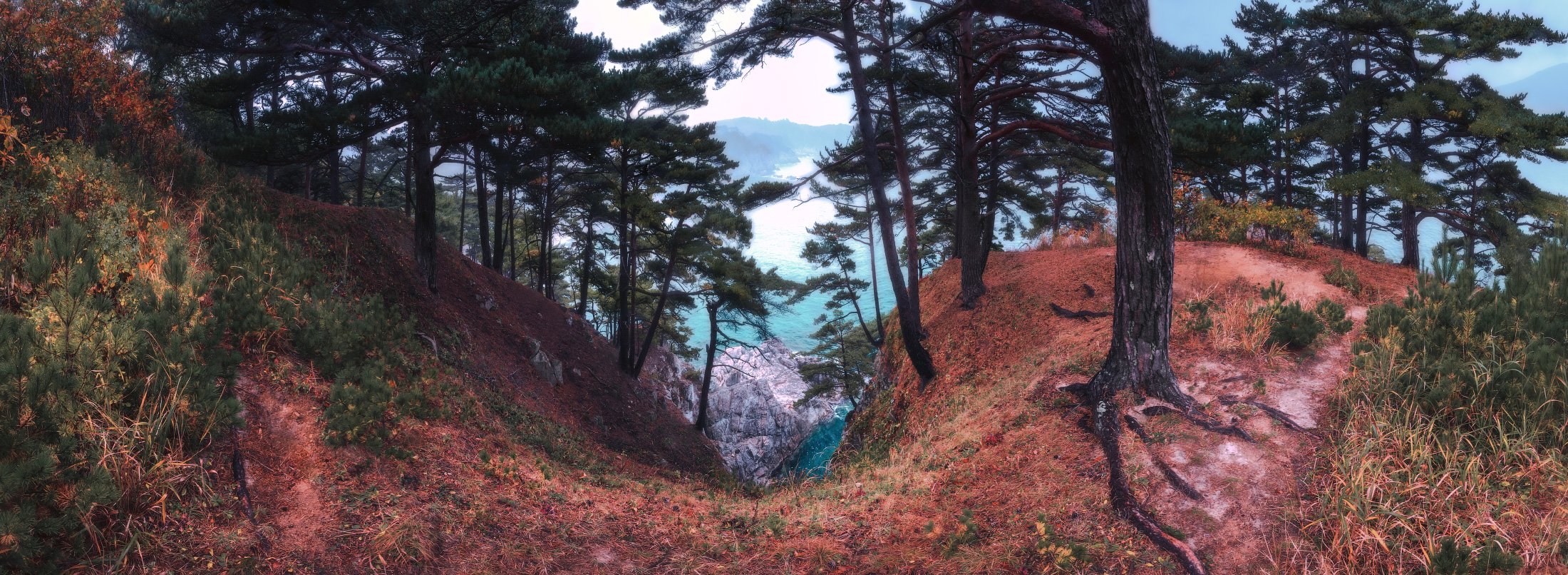 панорама, осень, сосны, море, скалы, Андрей Кровлин
