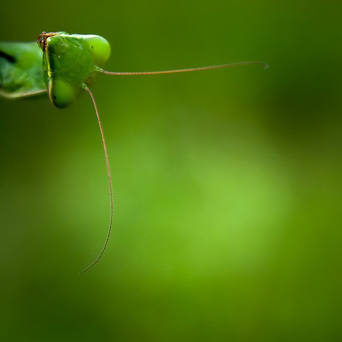 mantis, insect, nature, Gabriel Prescornita