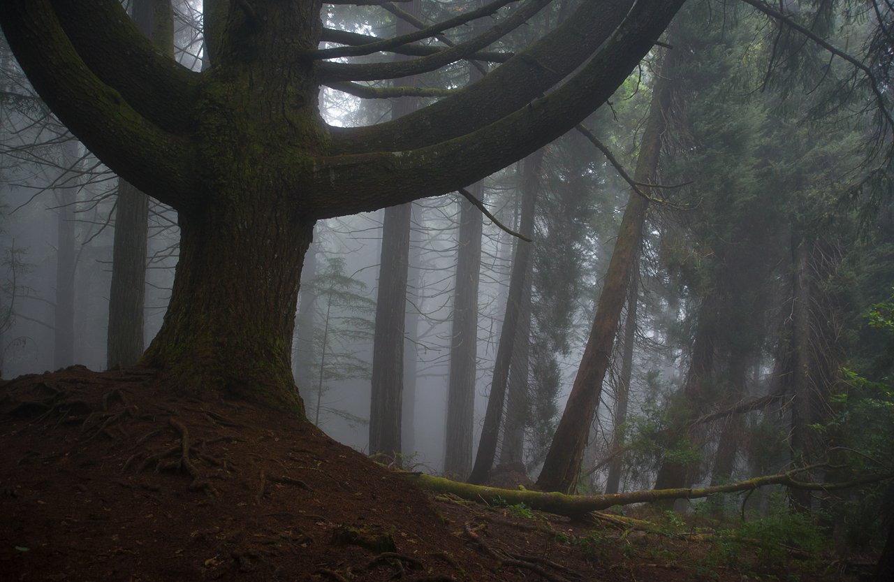 madeira, forest, fog, misty, moss, Sergey B.
