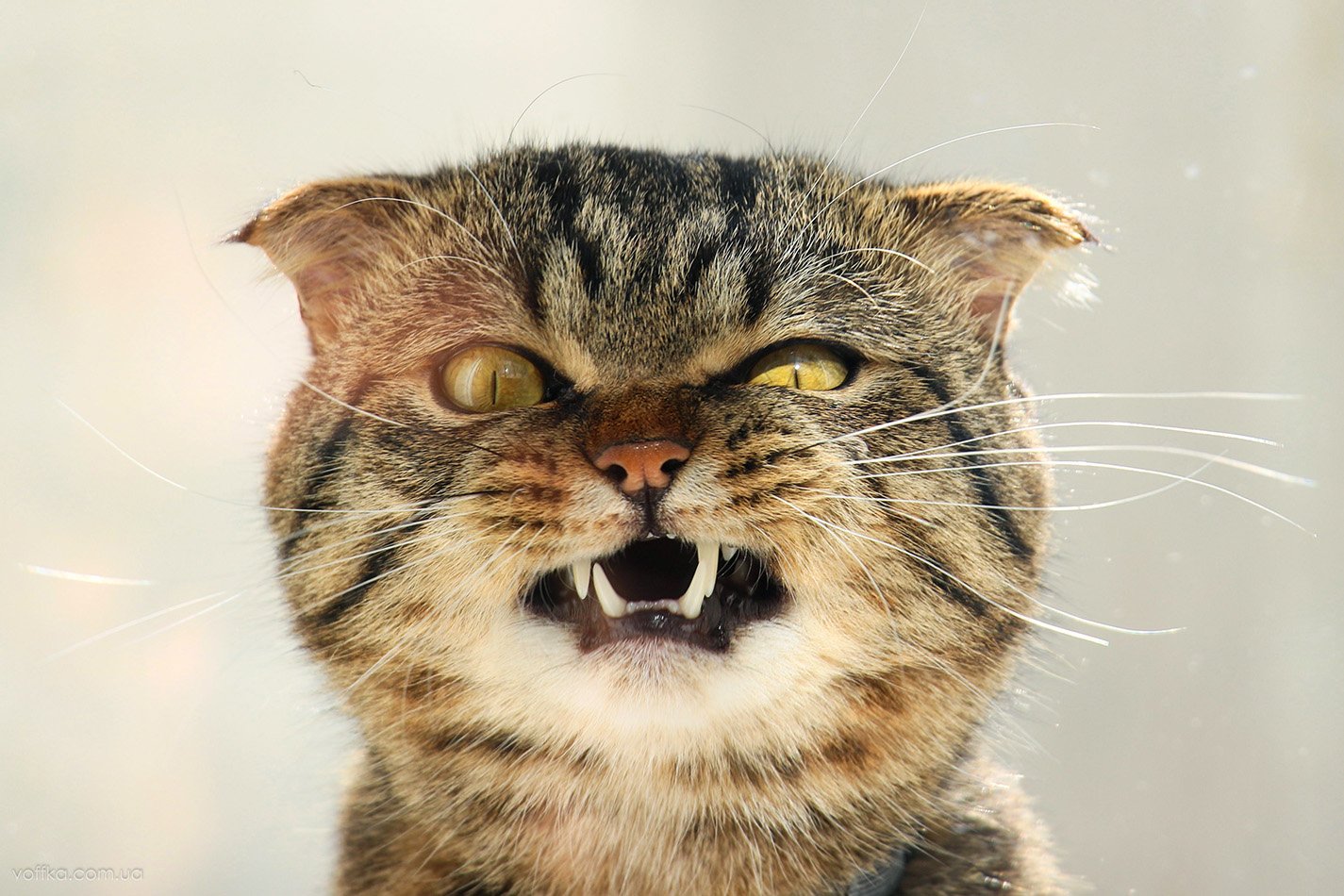 cat,	evil,	жанровый портрет, животное,	кот,	коты,	котэ, кошка,	кошки,	эмоции,	angry, питомец,	домашнее животное,	шотландец,	pet, angry cat,	evil cat,	злой кот, сема,	сердитый кот, шотландский вислоухий, Владимир Переклицкий