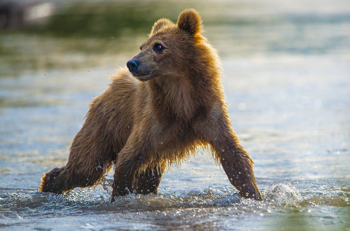 медведь, Александр Маркелов