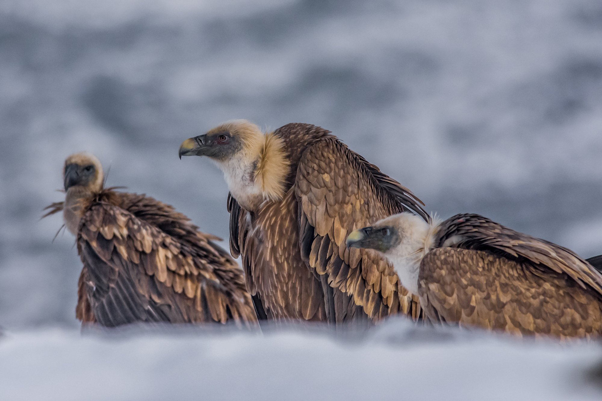 vulture,лешояд,mountain,snow,winter, Nikolay Nikolov