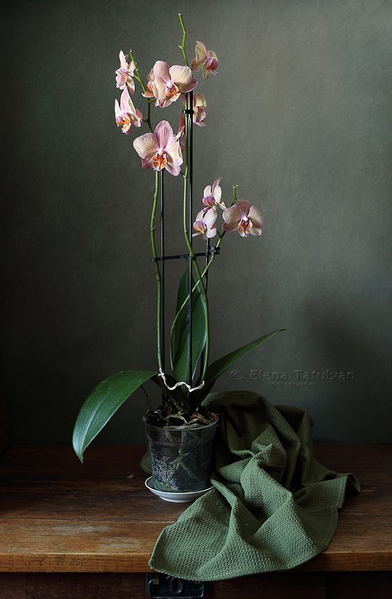 цветок, орхидея, Елена Татульян