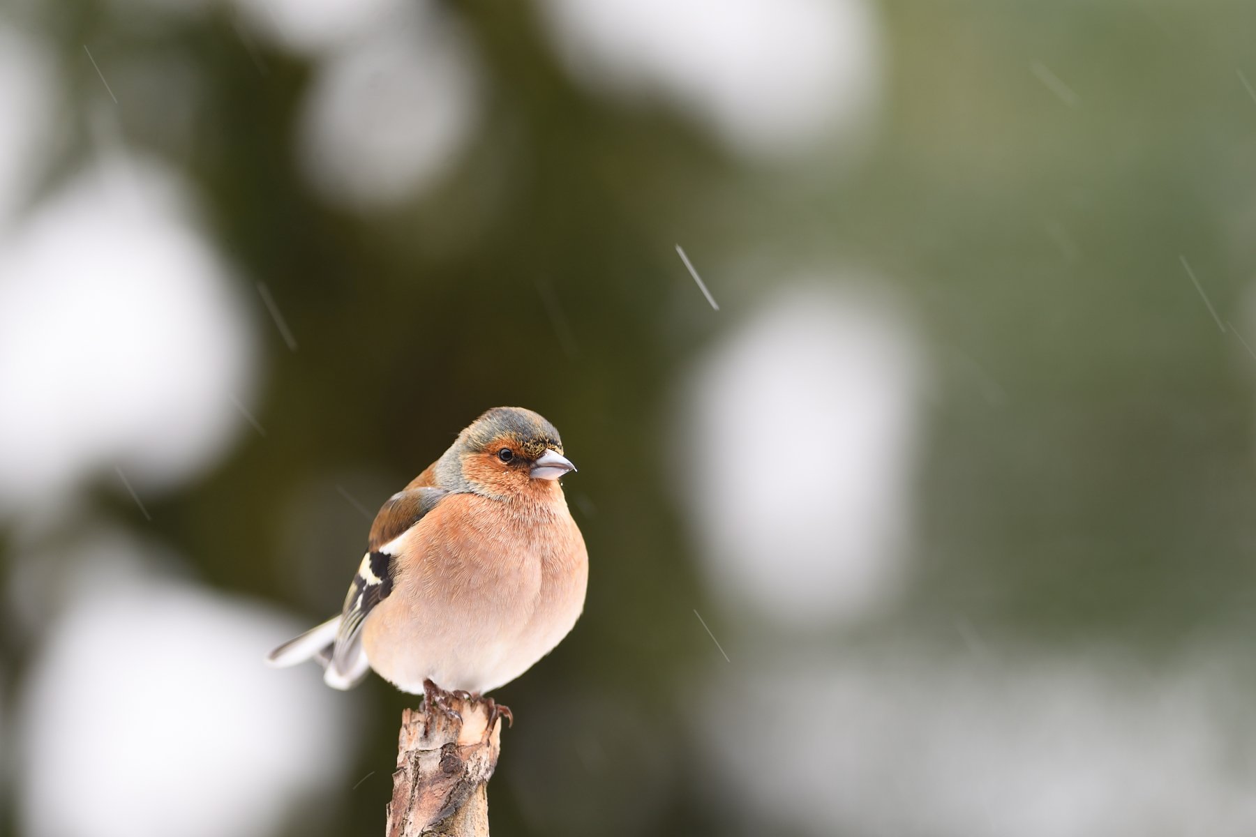 nature, animal, bird, birding, winter, Juraj Benčík