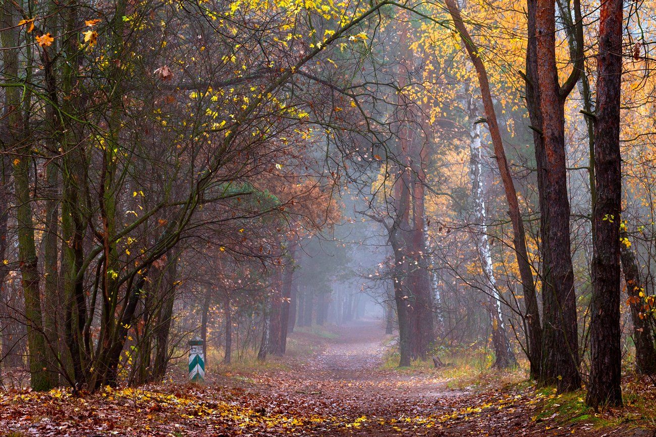 лес, осень, ноябрь, тропа, туман, Галанзовская Оксана