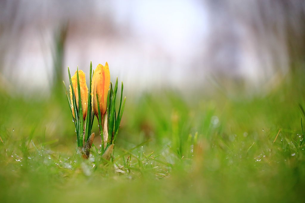 Весна,цветы,крокус,парк,свежесть., Виктор Шнайдер