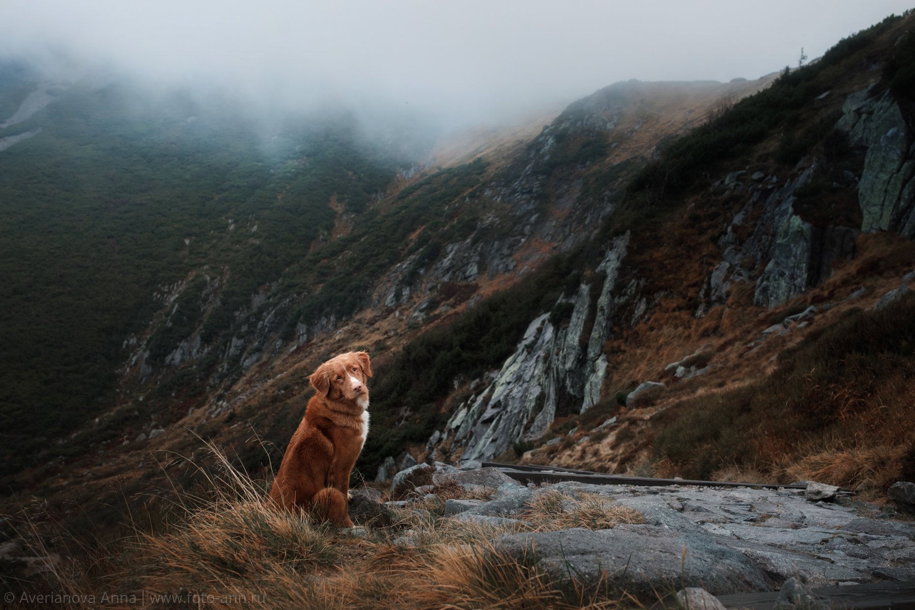 собака, горы, природа, взляд, Анна Аверьянова