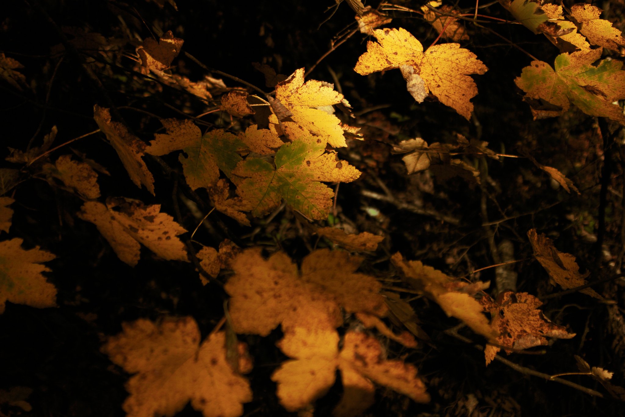 осень, лес, сербия, листья, желтый,autumn, forest, serbia, leaves, yellow,, Марко Радовановић