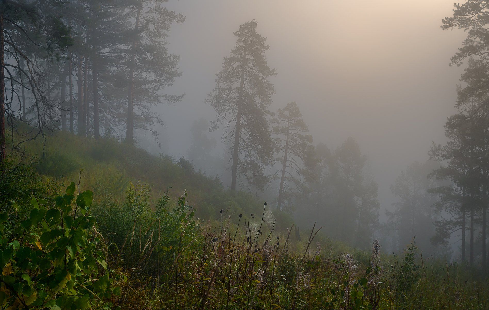 утро в лесу,туман,сосны в тумане,утро,morning in the forest, fog, pine in the fog, morning, Сергей