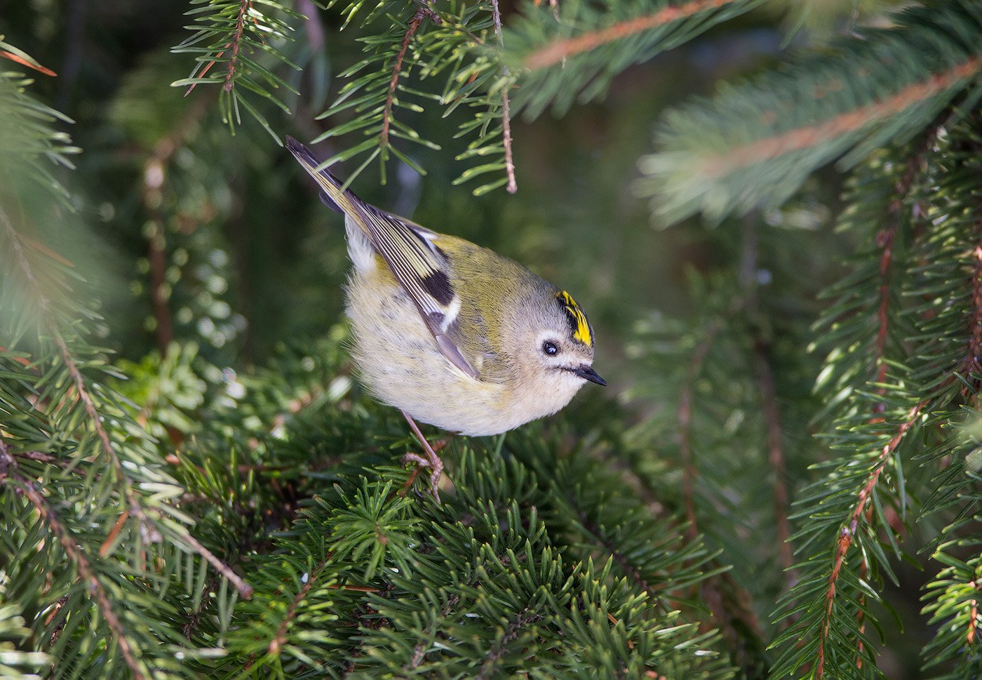 goldcrest, christmastree, bird, wildlife, королек, желтоголовый королек, ель, елка, дикая природа, Голубев Дмитрий