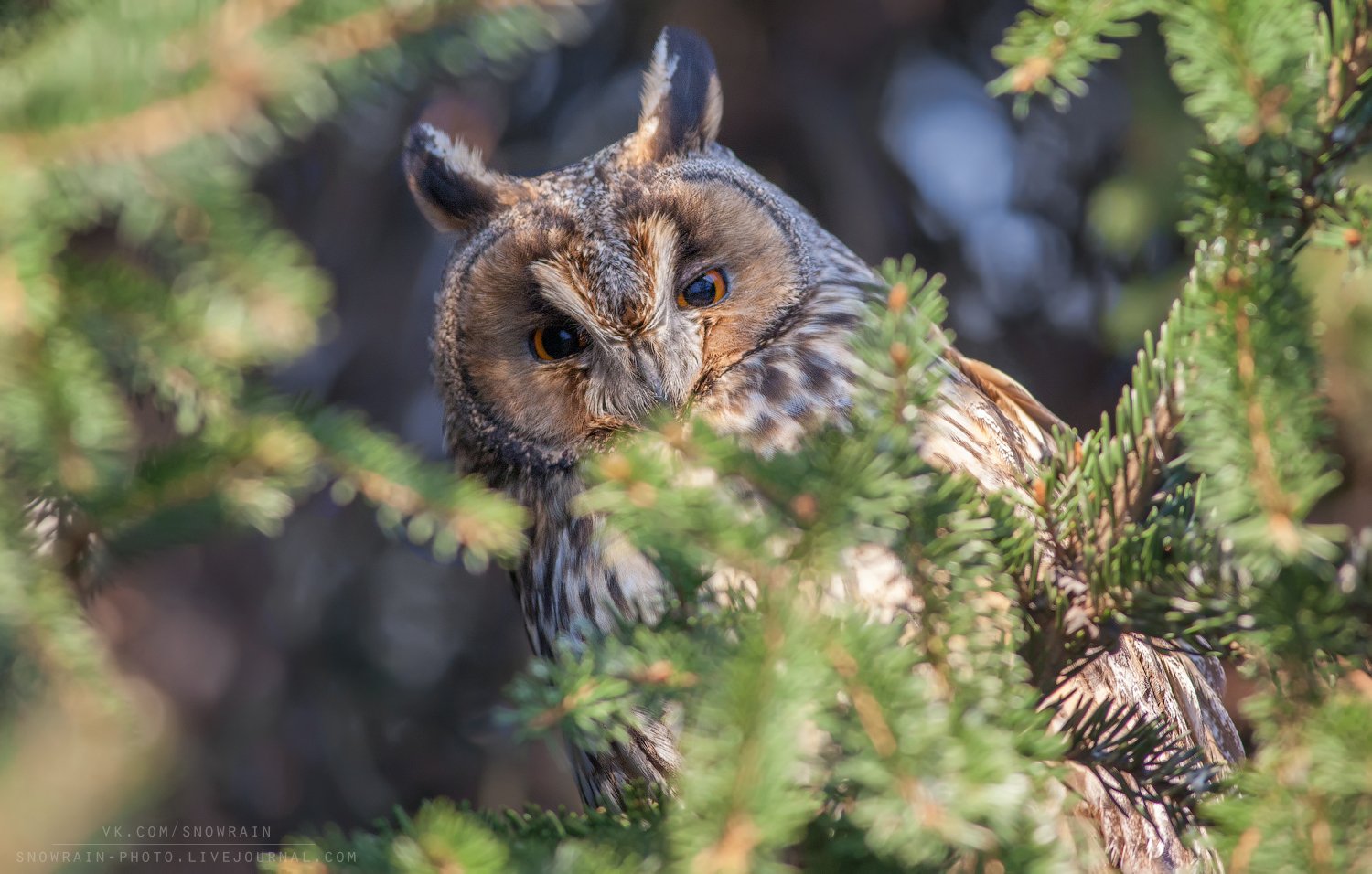 owl, wildlife, wildlife photography, анималистика, сова, фотоохота, birds, nature, птицы, Snowrain