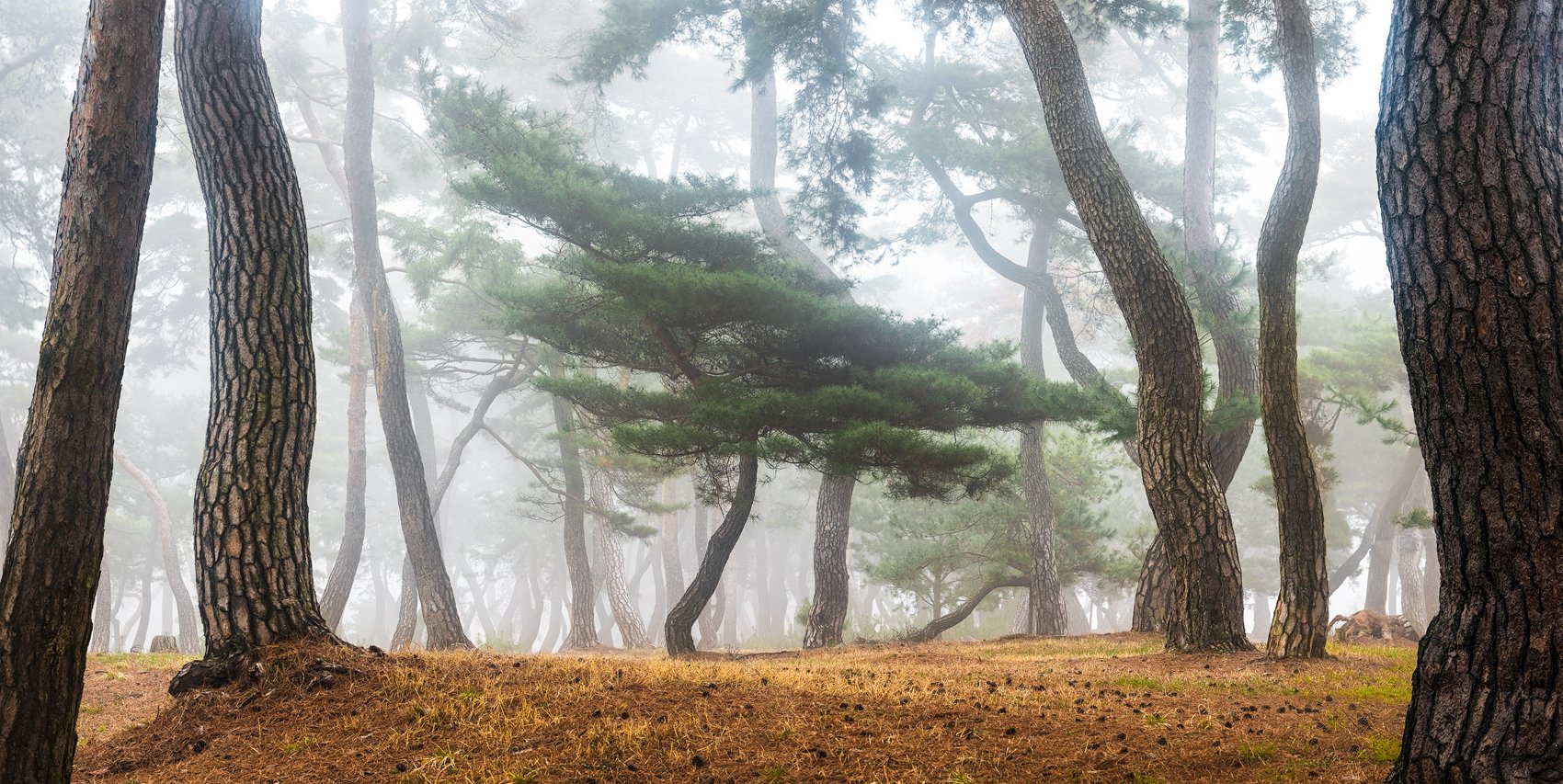 woodland, tree trunk, Jaeyoun Ryu