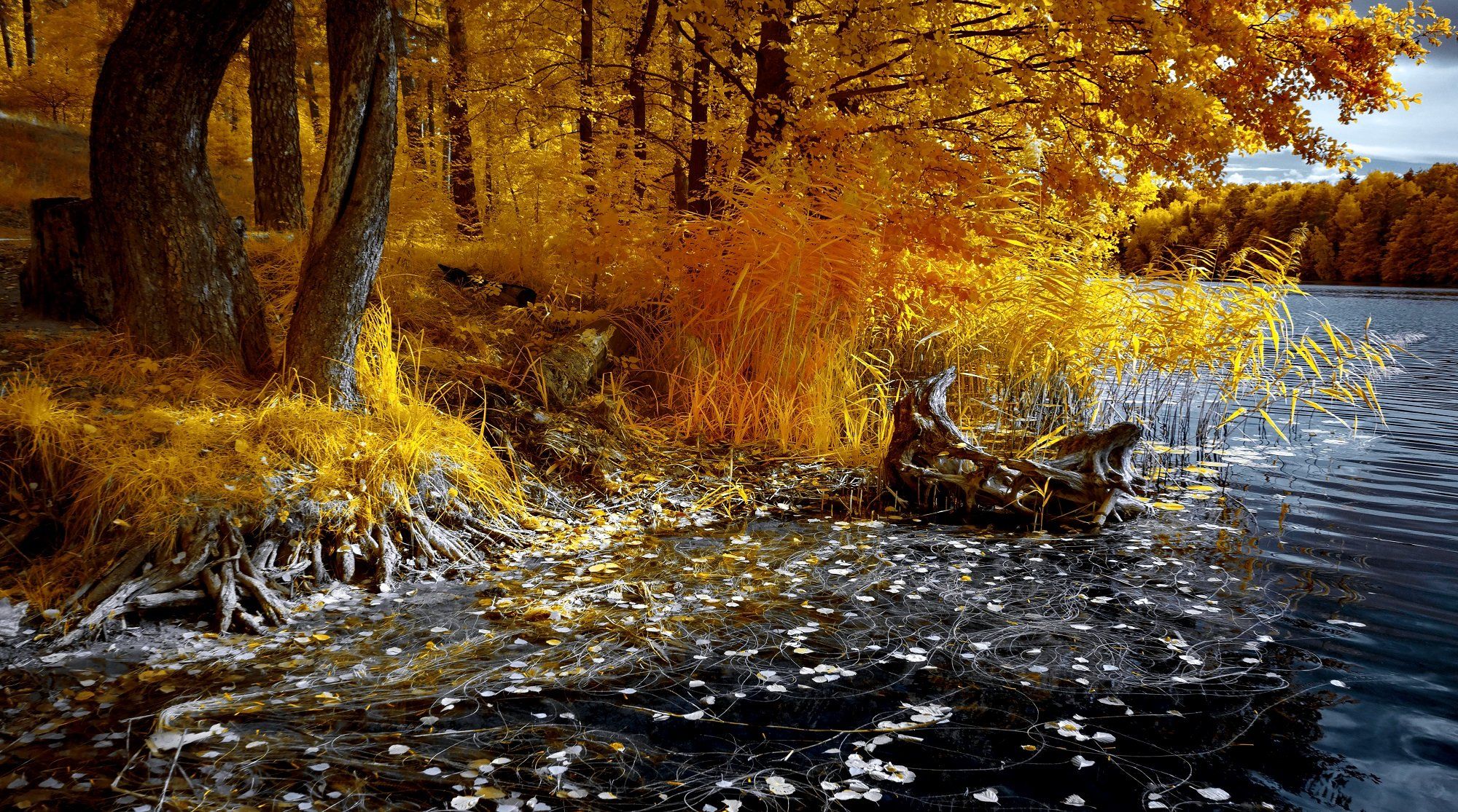 infrared,ик-фото,инфракрасное фото,инфракрасная фотография,пейзаж,природа,беларусь,осень, Sixten ( Сергей )