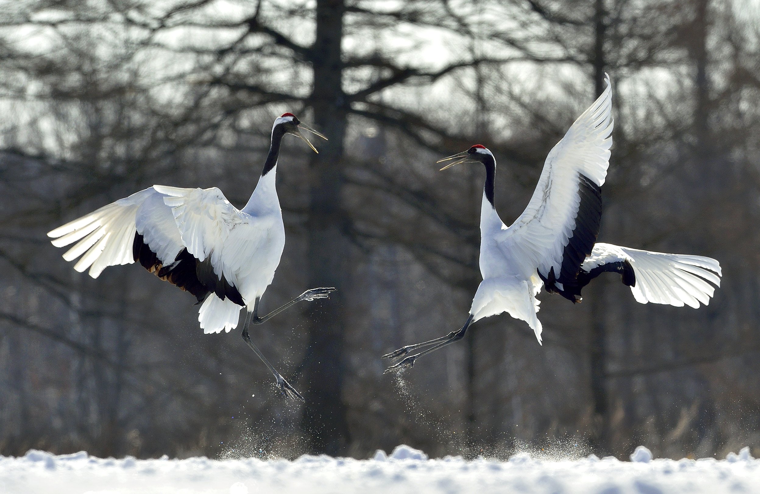 japanese crane, winter, manchurian crane,red-crowned crane,grus japonensis,bird, nature, animal, Сергей Урядников