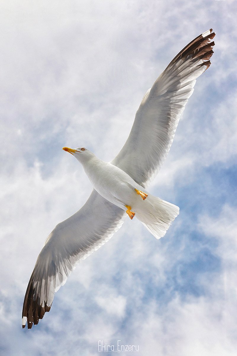 bird, flight, seagull,, Enzeru Akira