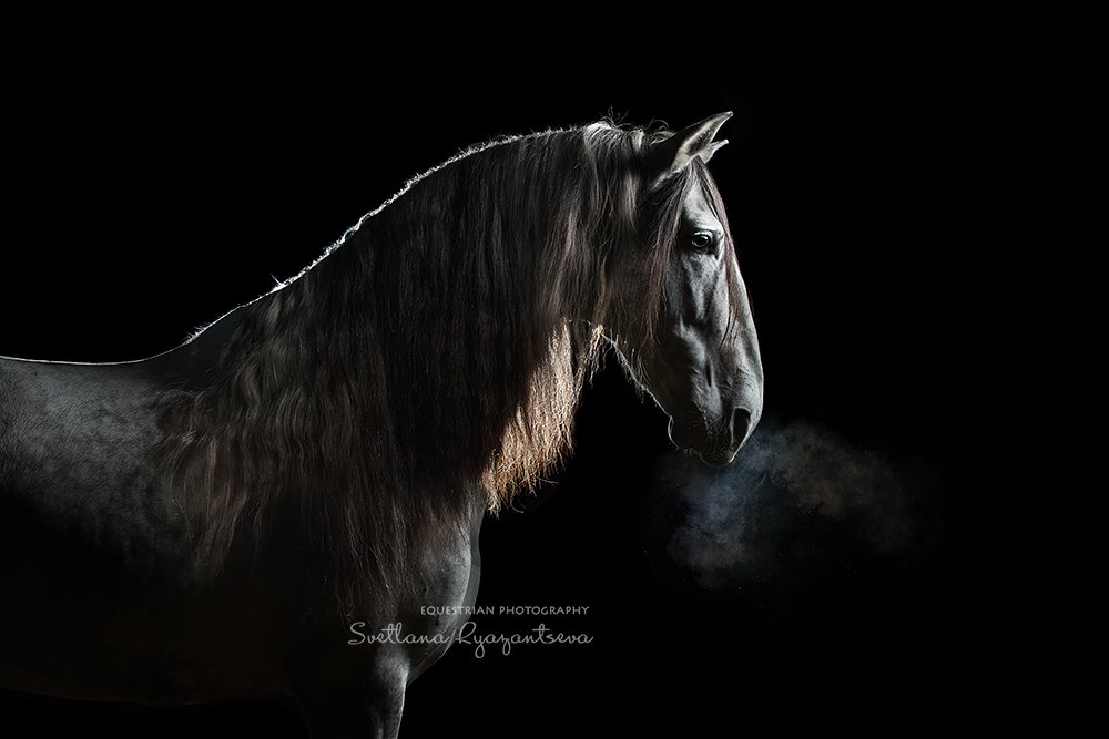 horse, лошадь, лошади, portrait, Svetlana Ryazantseva