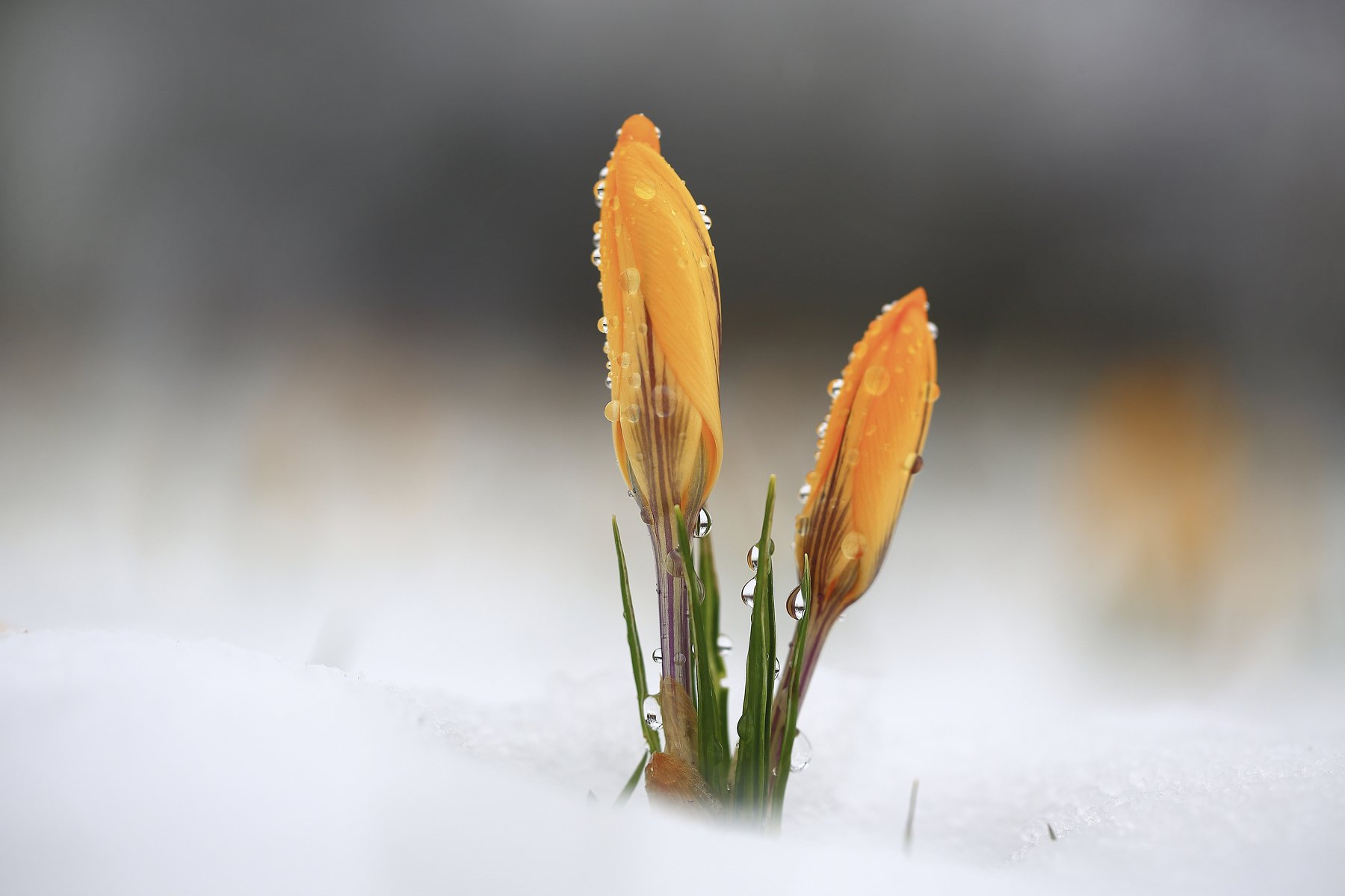 Весна,цветы,снег., Виктор Шнайдер