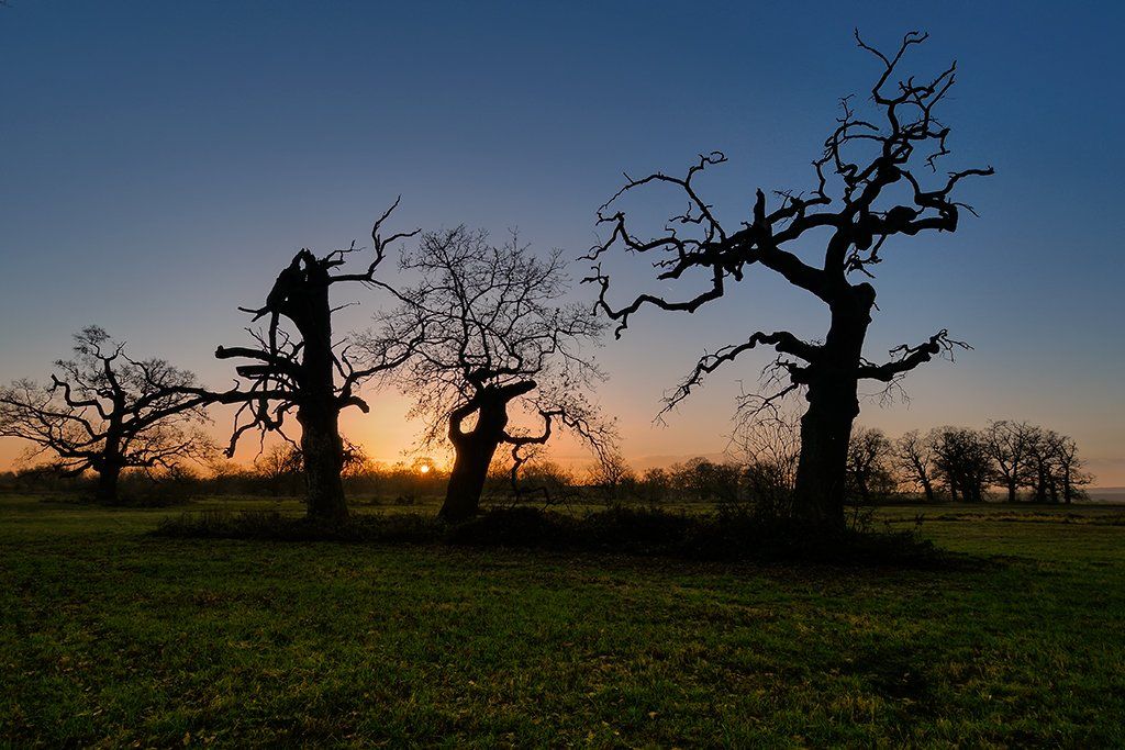 tree, trees, sunset, oak, meadow, Ryszard Orzechowicz