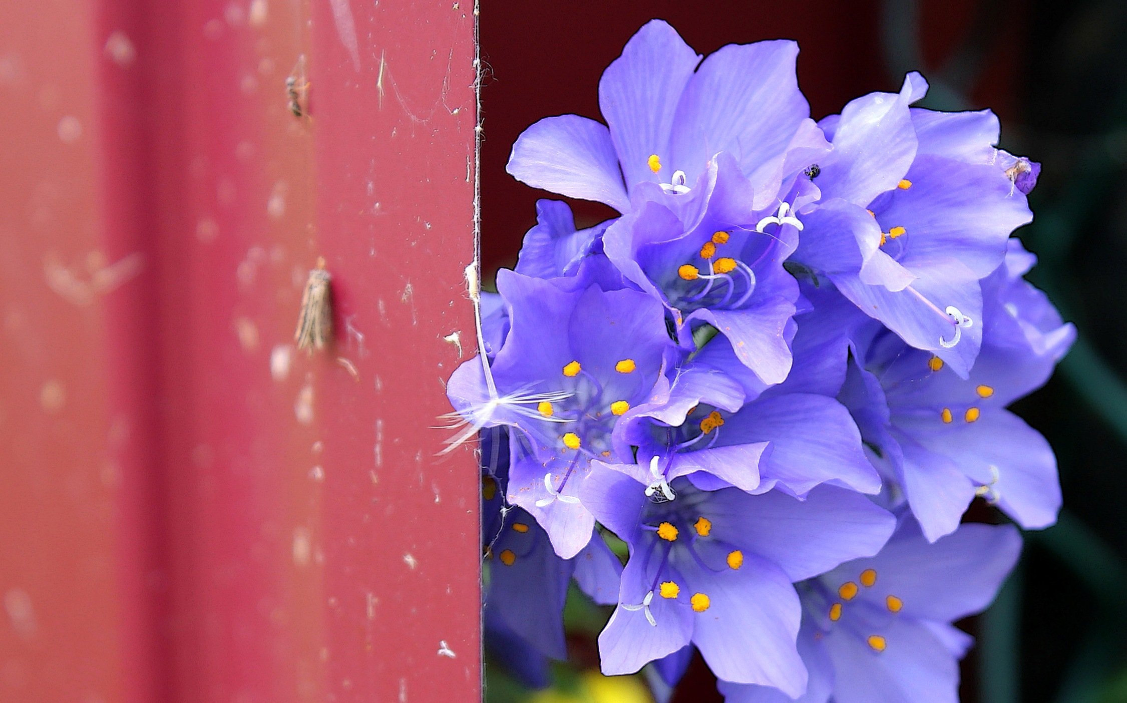 цветы, синий, колокольчики, Влада Андрюнина
