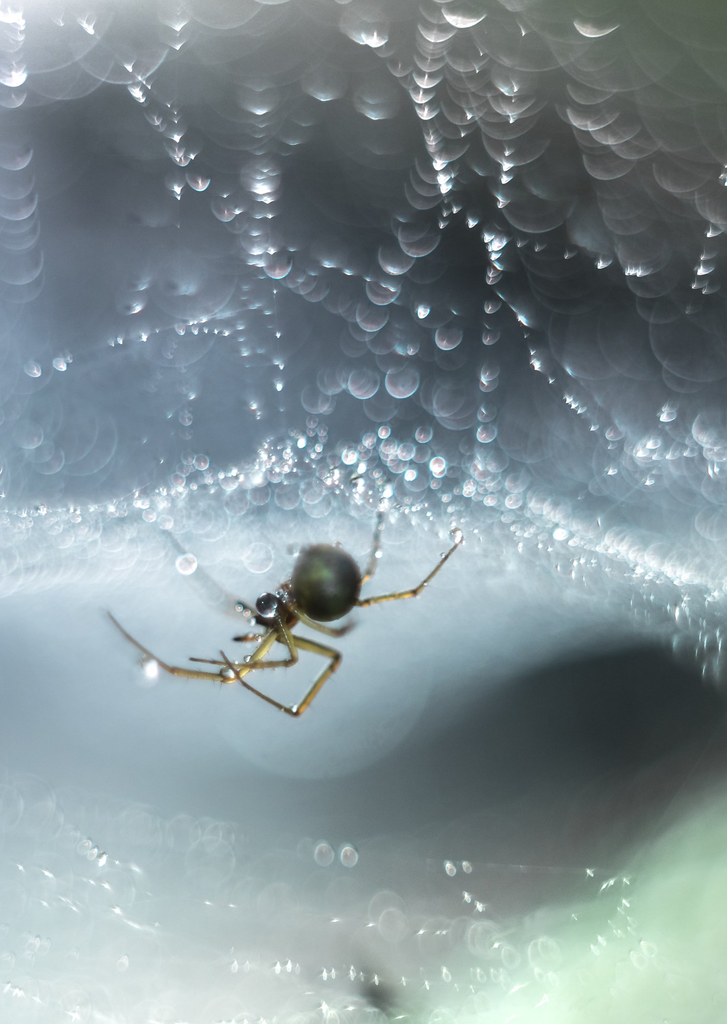 spider, insect, macro, helios 58mm, f/2,, Sylwia Grabinska