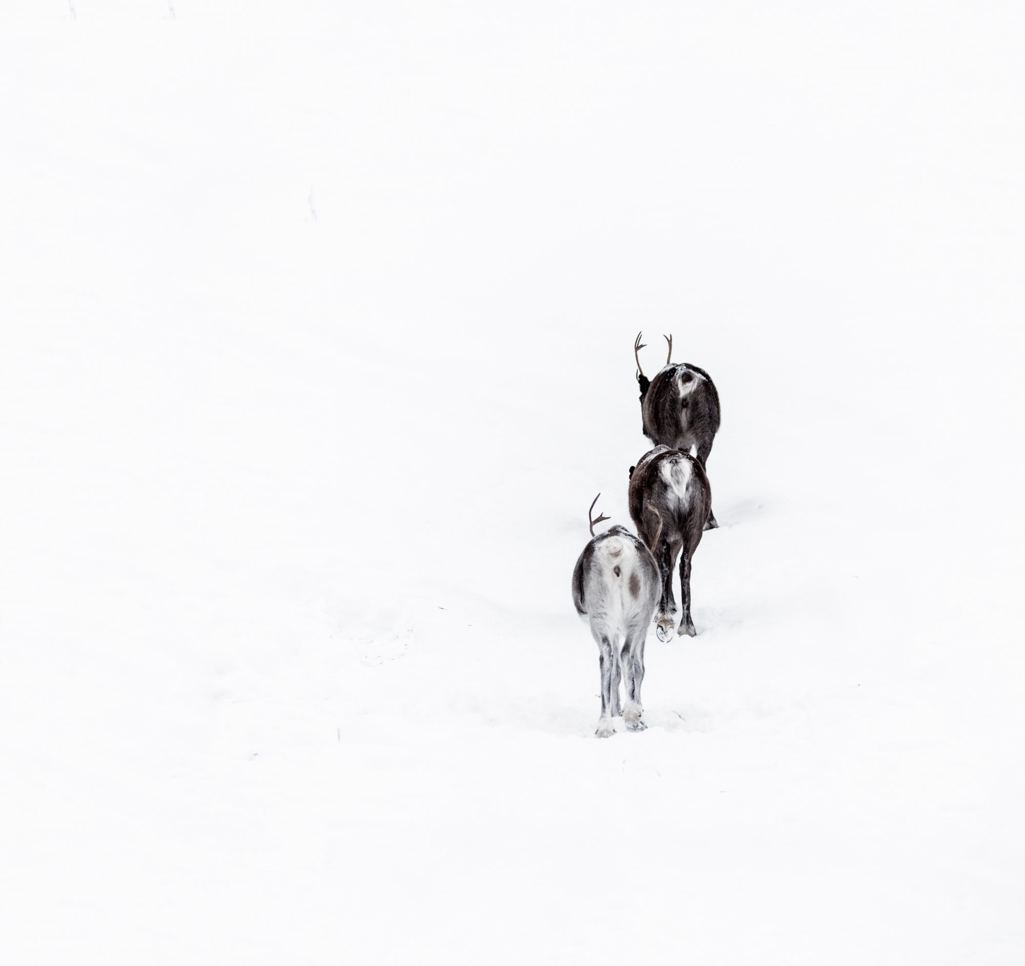 animals, reindeers, sweden, winter, wild life, Sylwia Grabinska