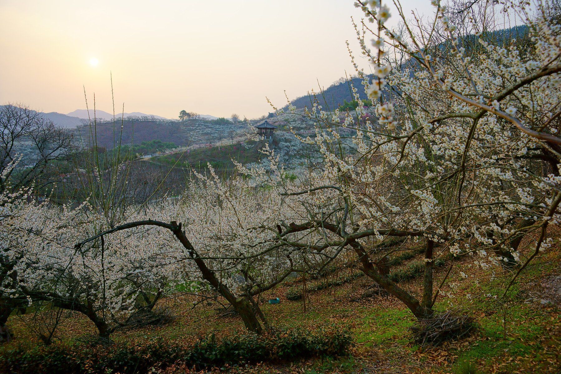korea,jeollanamdo,spring,mountain,plum,flower,morning,sun,, Shin