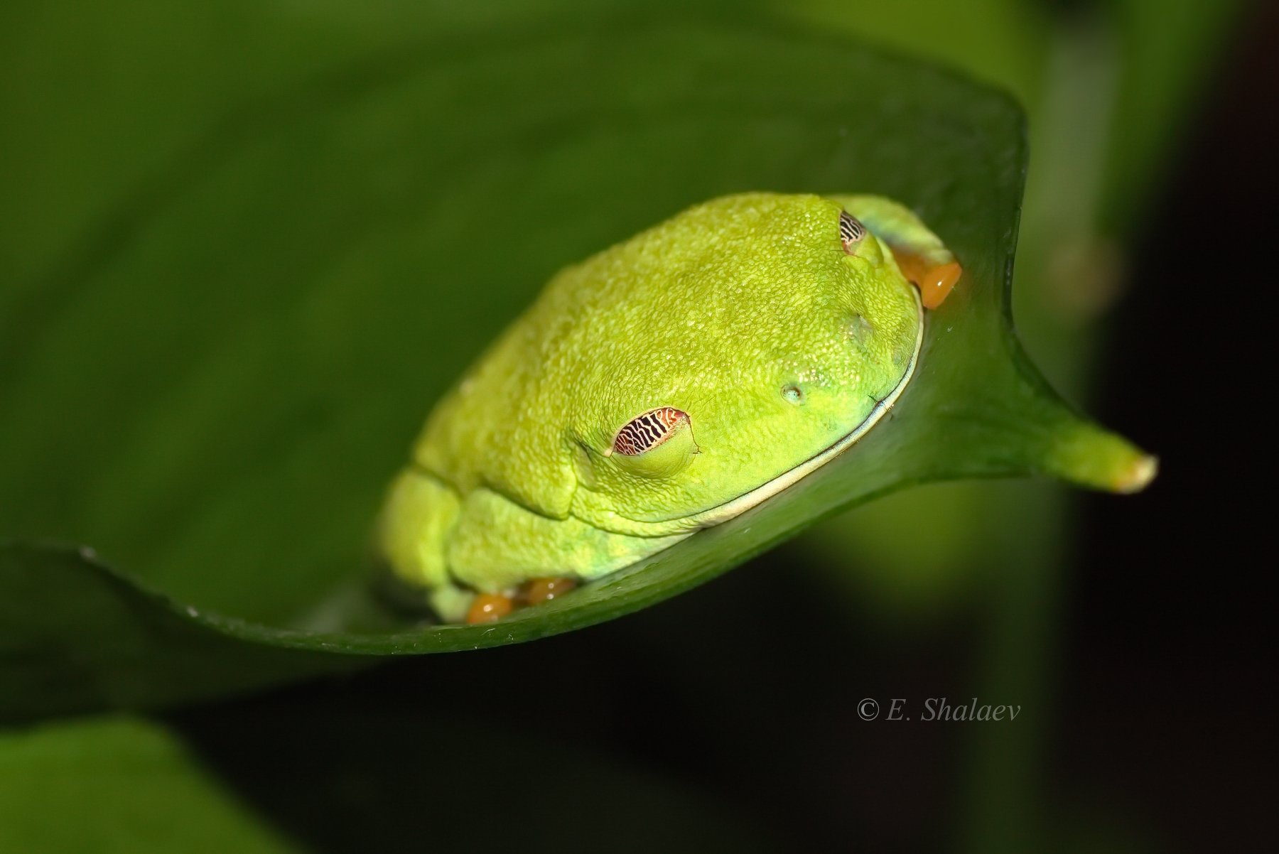 agalychnis callidryas,frog,red-eyed tree frog,амфибии,квакша,красноглазая квакша,лягушка, Евгений