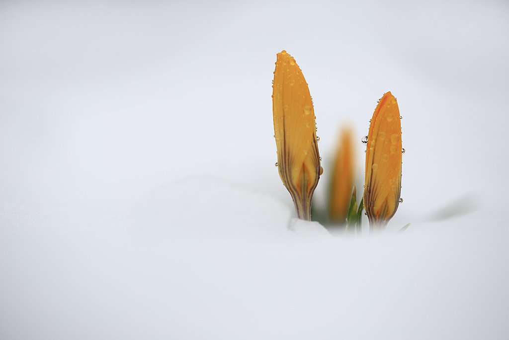 Снег,весна,мерлота., Виктор Шнайдер