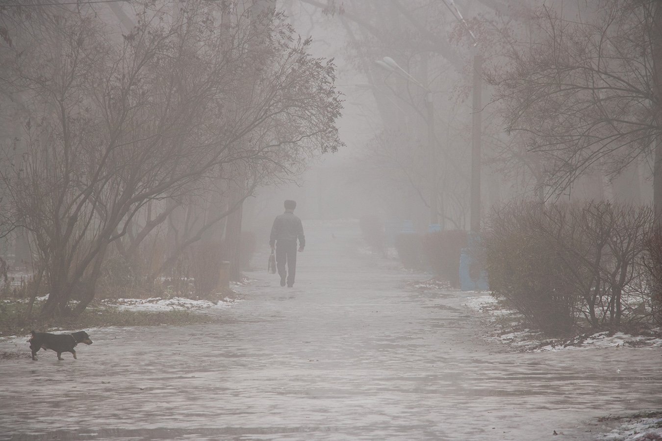 fog, город, зима, лед, Мелитополь, парк, собака, такса, туман, человек, people, dog, city , Владимир Переклицкий