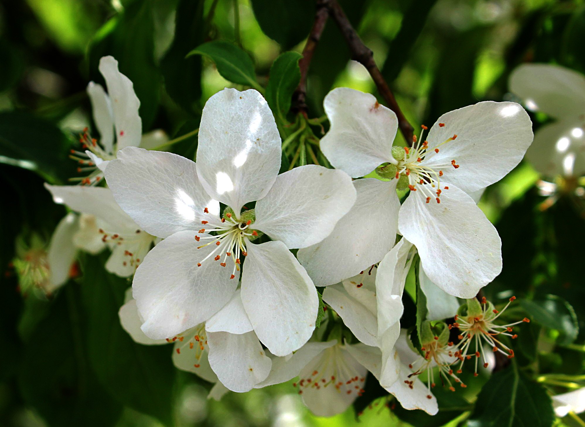 цветы, весна, яблоня, Влада Андрюнина