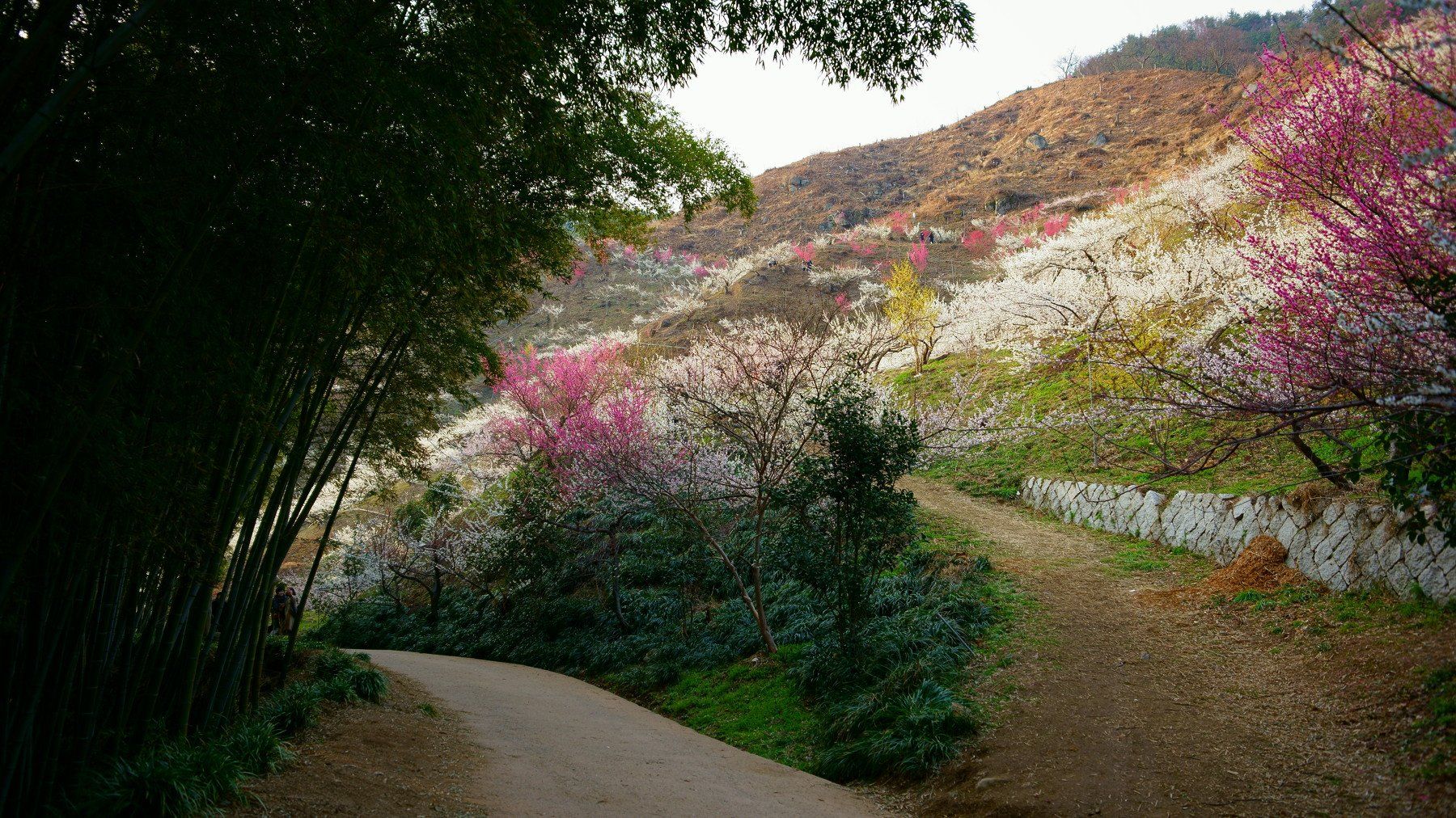 korea,spring,plum,mountain,morning,bamboo,path,flower,, Shin
