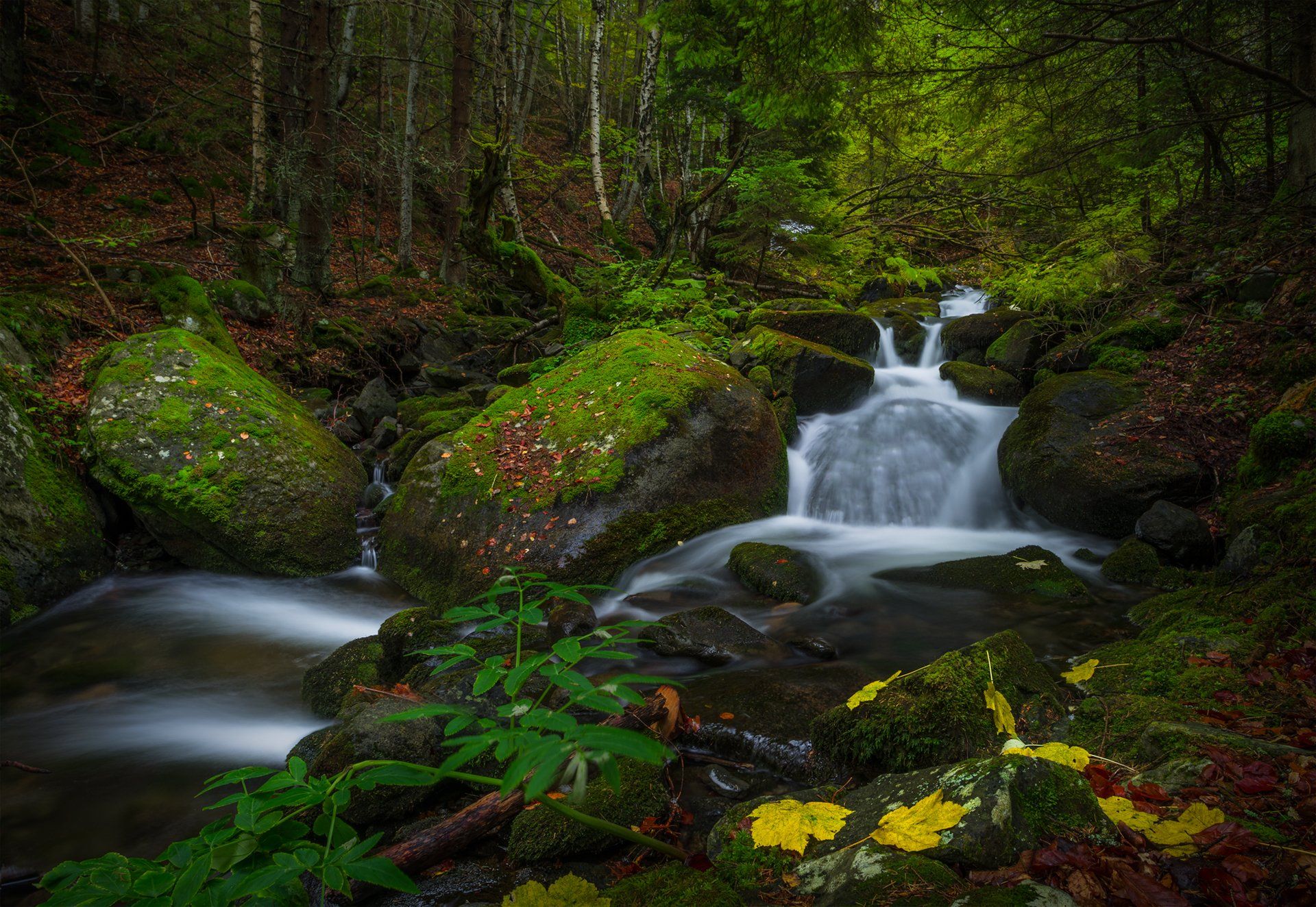 landscape nature autumn scenery forest wood mountain vitosha bulgaria осень river, Александър Александров