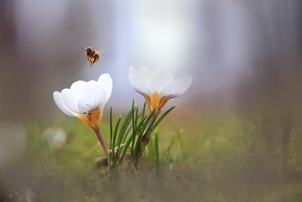 Весна,парк,цветы,пчела,крокус., Виктор Шнайдер