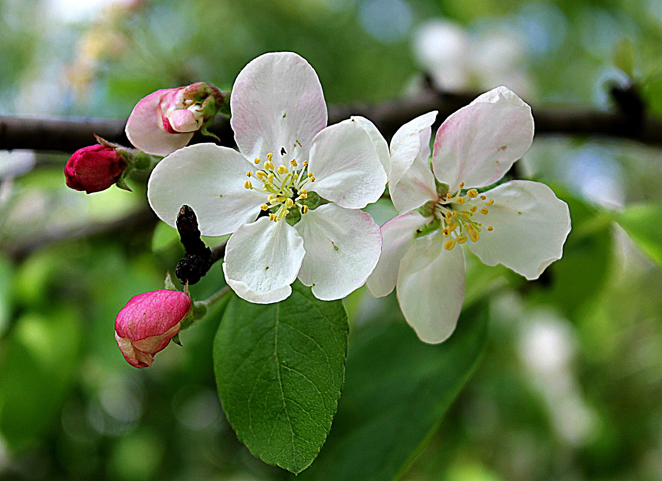 весна, яблоня, цветы, Влада Андрюнина