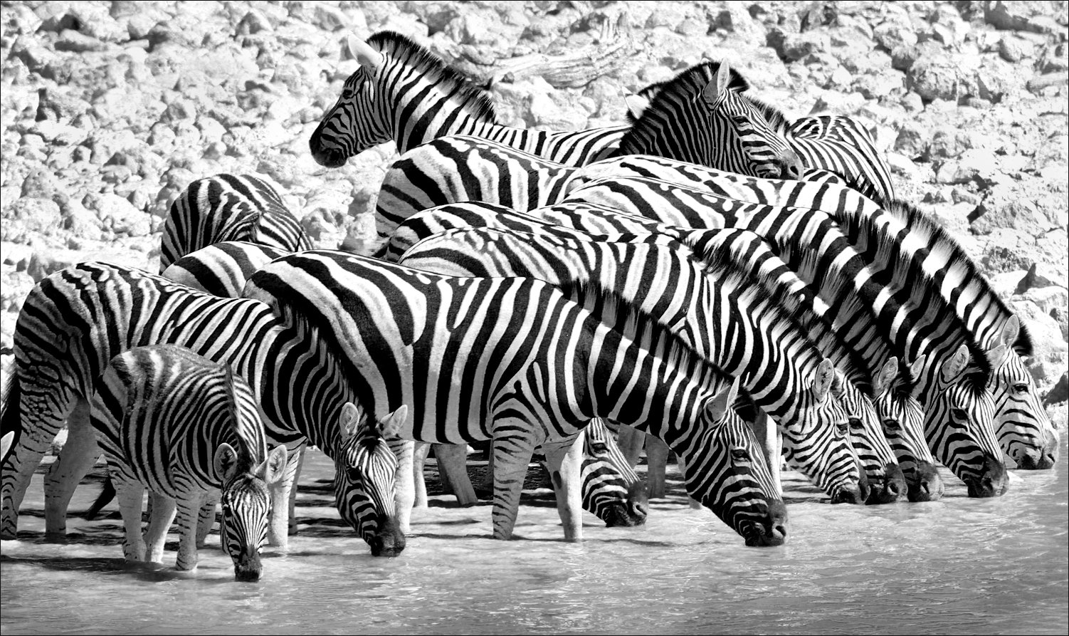 зебры, африка, путешествие, черно-белая, чб, zebras, africa, travel, black and white, bw, Вера