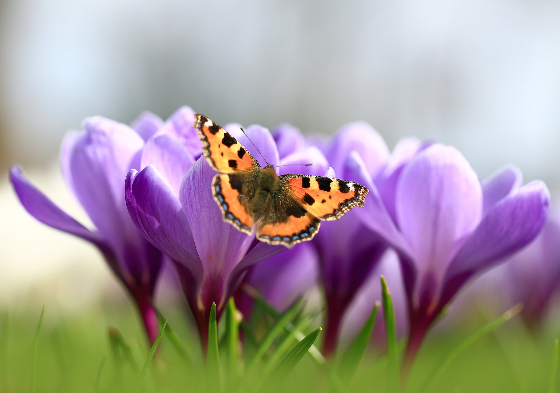 Весна,цветы,бабочка,крокусы., Виктор Шнайдер