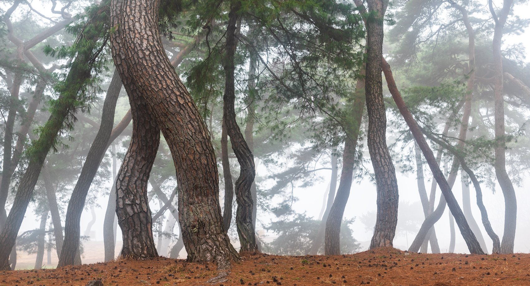 woodland, tree trunk, groove, Jaeyoun Ryu