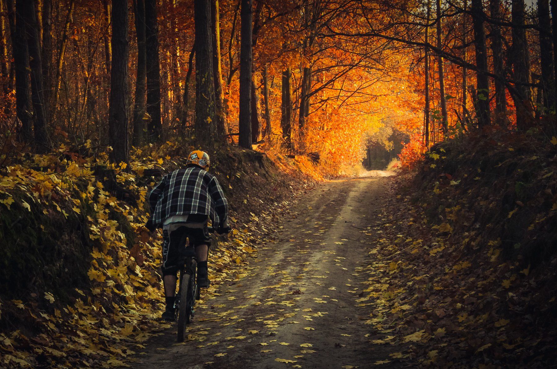  ride, autumn, road, bike, forest, вело, лес, Алексей Медведев