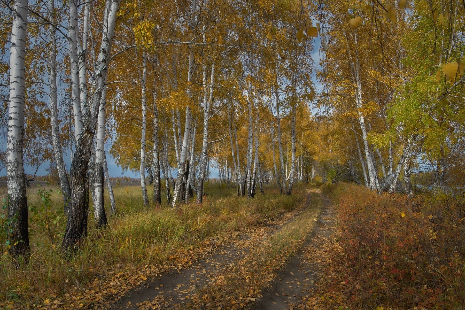 осень, березы , желтые листья, рыжая трава, осенняя дорога , Сергей