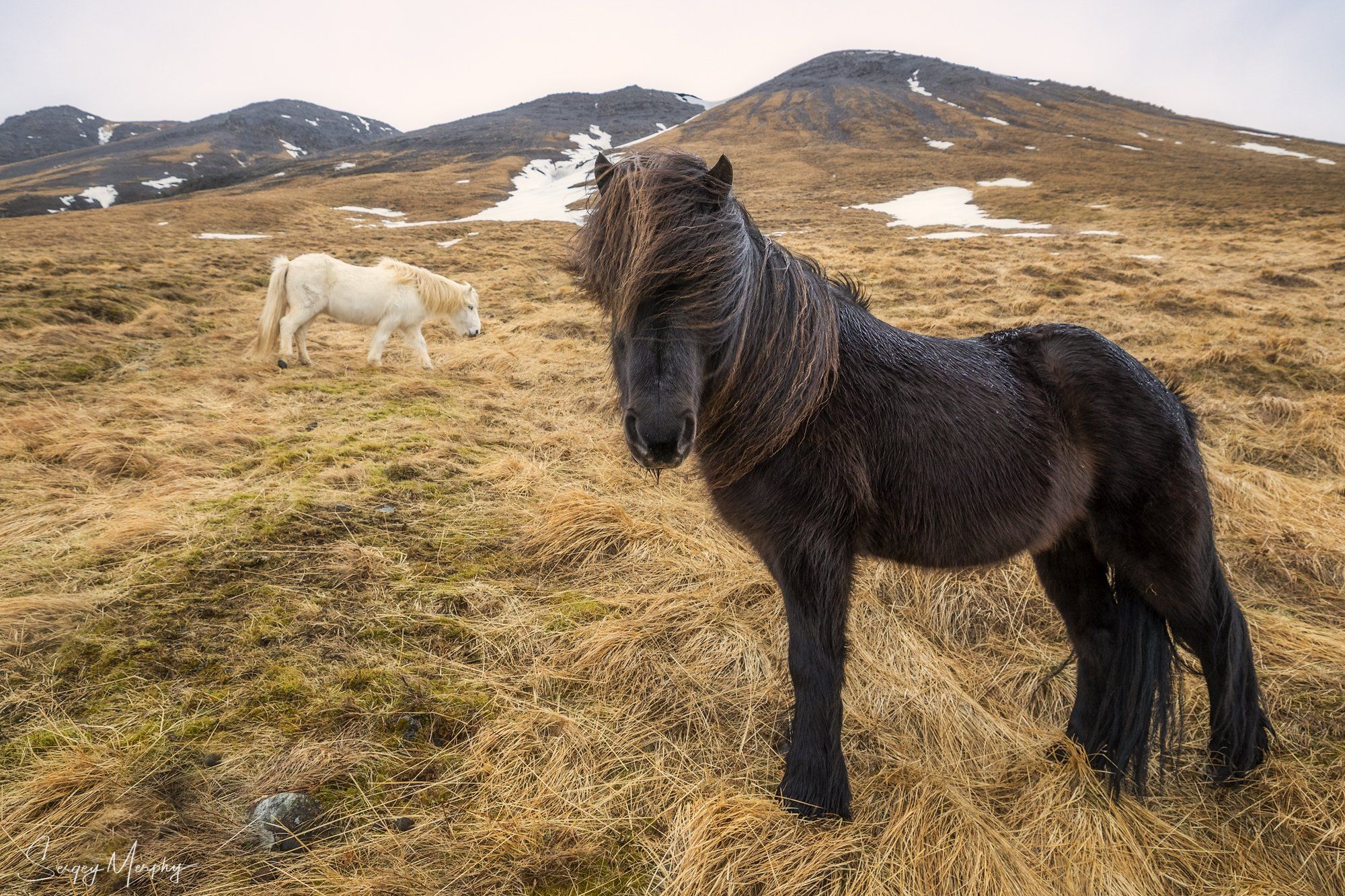 icelandic horses, Sergey Merphy