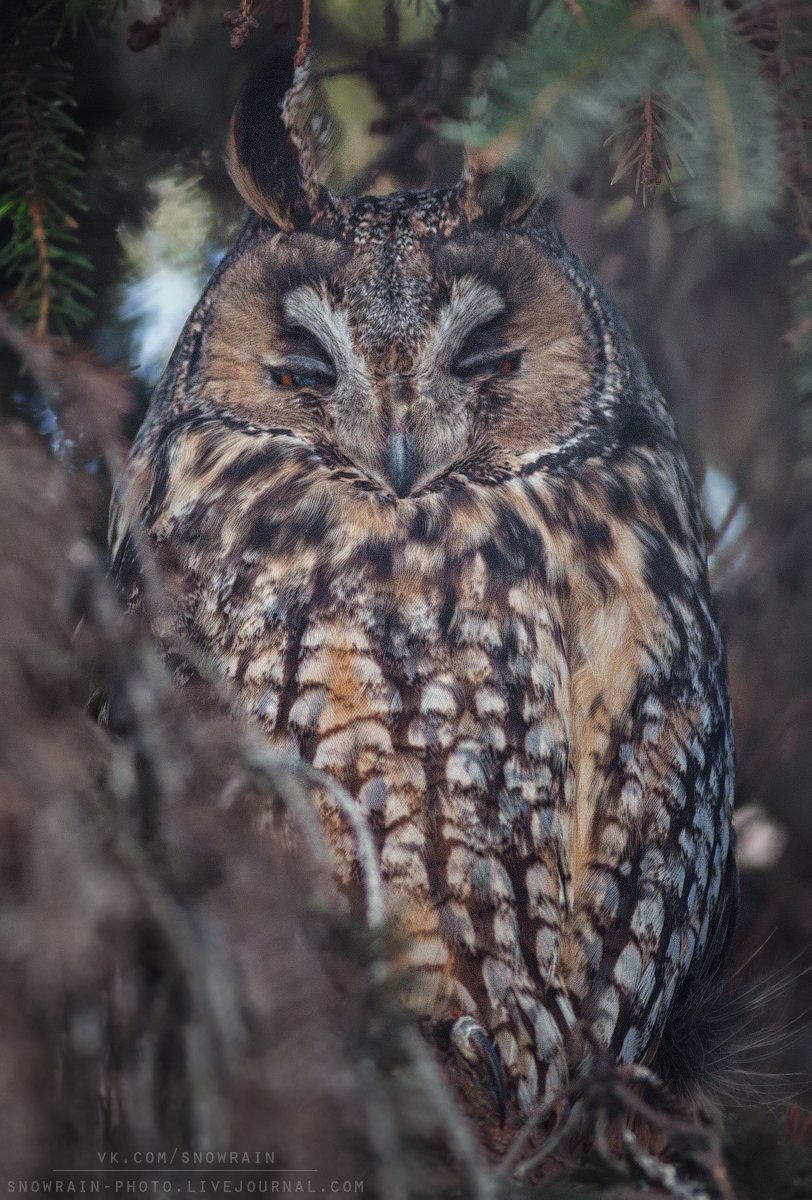 owl, wildlife, wildlife photography, анималистика, сова, фотоохота, birds, nature, птицы, Snowrain