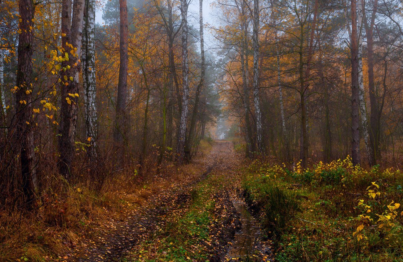 лес, осень, ноябрь, туман, тропа, сырость, Галанзовская Оксана