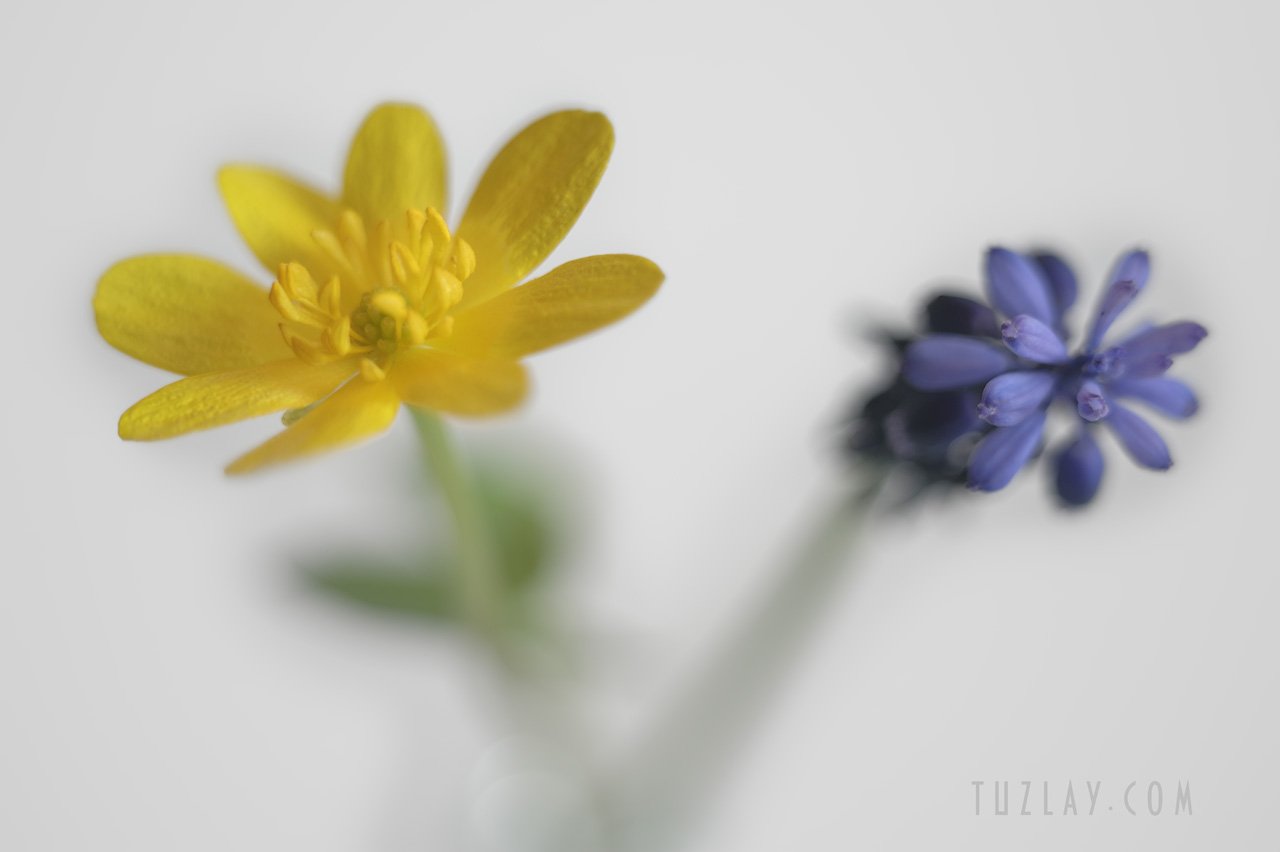 желтый цветок, фиолетовый цветок, растительность кубани, таманская растительность, Владимир Тузлай