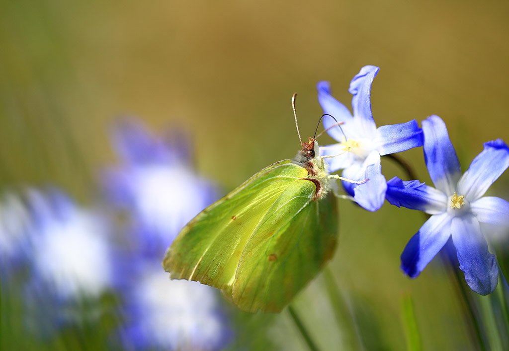 Весна,цветы,бабочка., Виктор Шнайдер