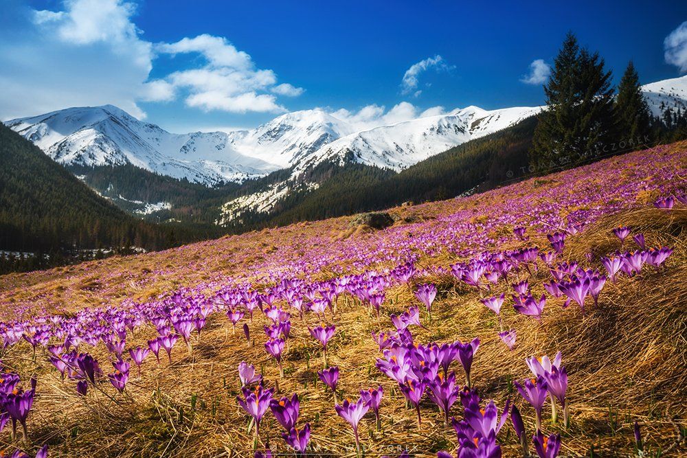 poland, polish, tatry, tatras, mountains, spring, crocus, colours, valley, clouds, snow, beautiful, Tomasz Wieczorek