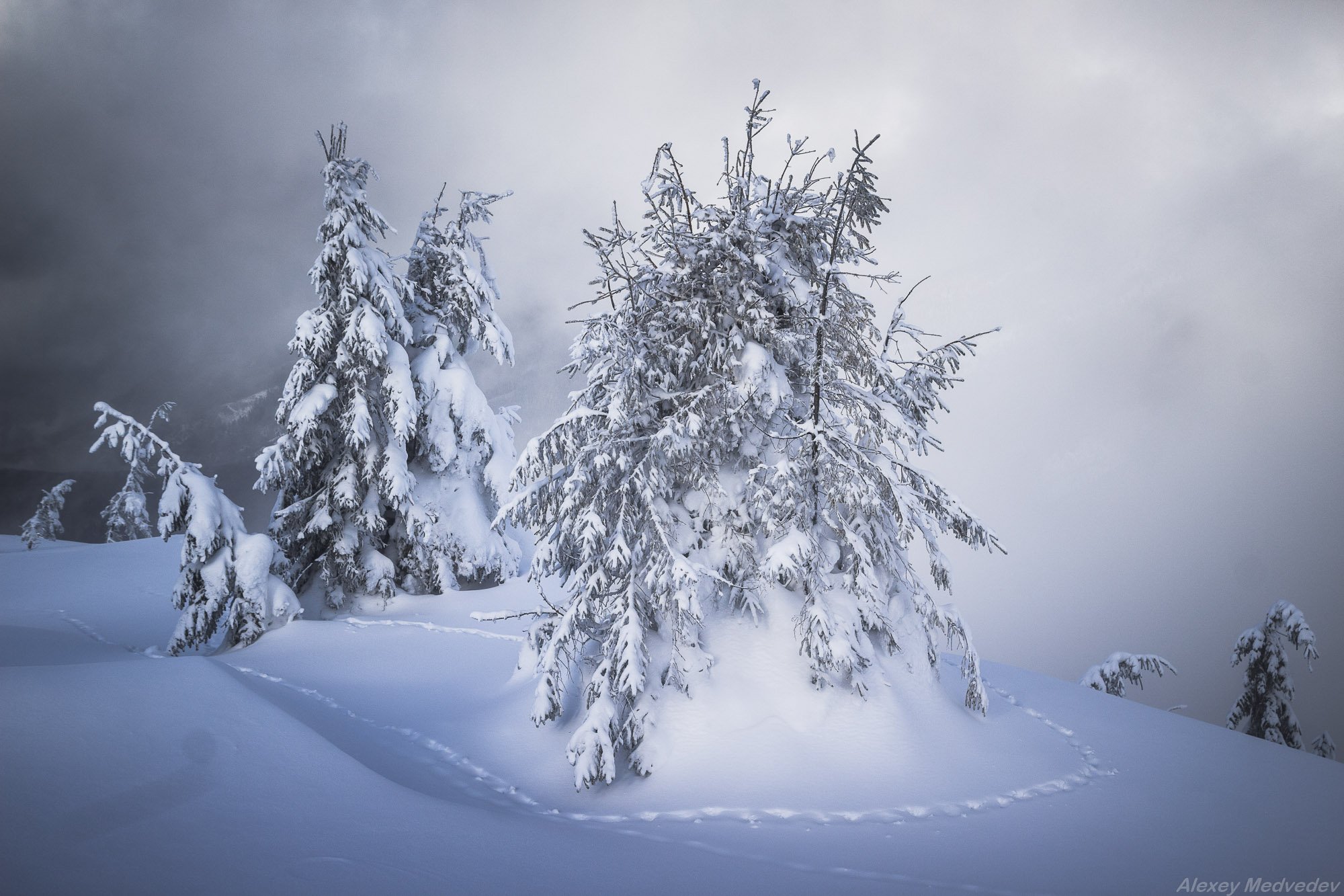 cold, wint, snow, steps, montain, trees, carpathains., Алексей Медведев