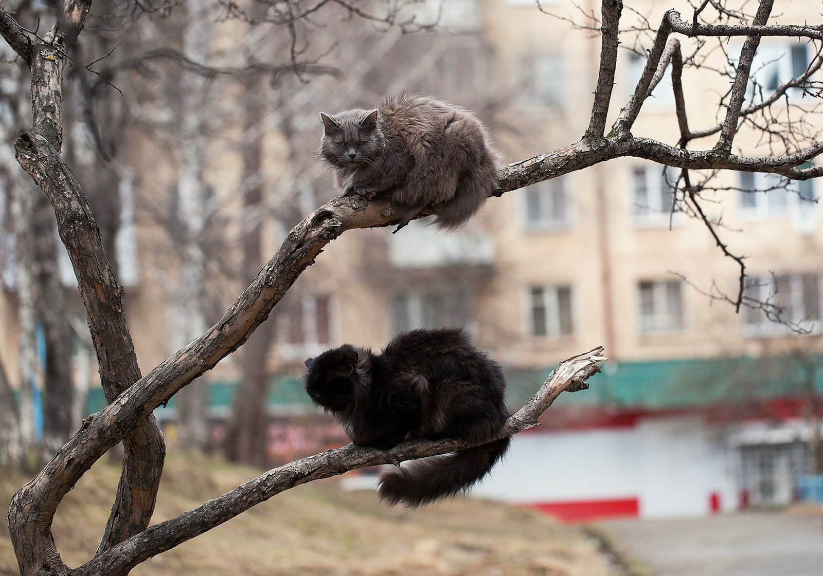 коты, животные, улица, Евгений Толкачёв