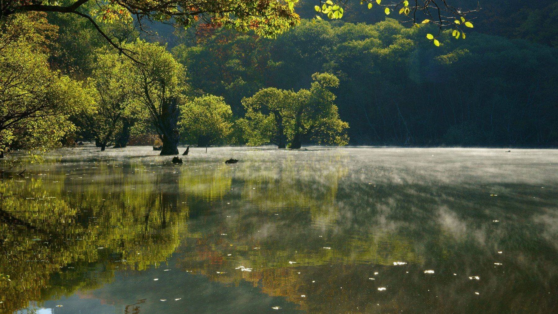 korea,autumn,reservoir,reflection,bud tree,fog,backlight,, Shin