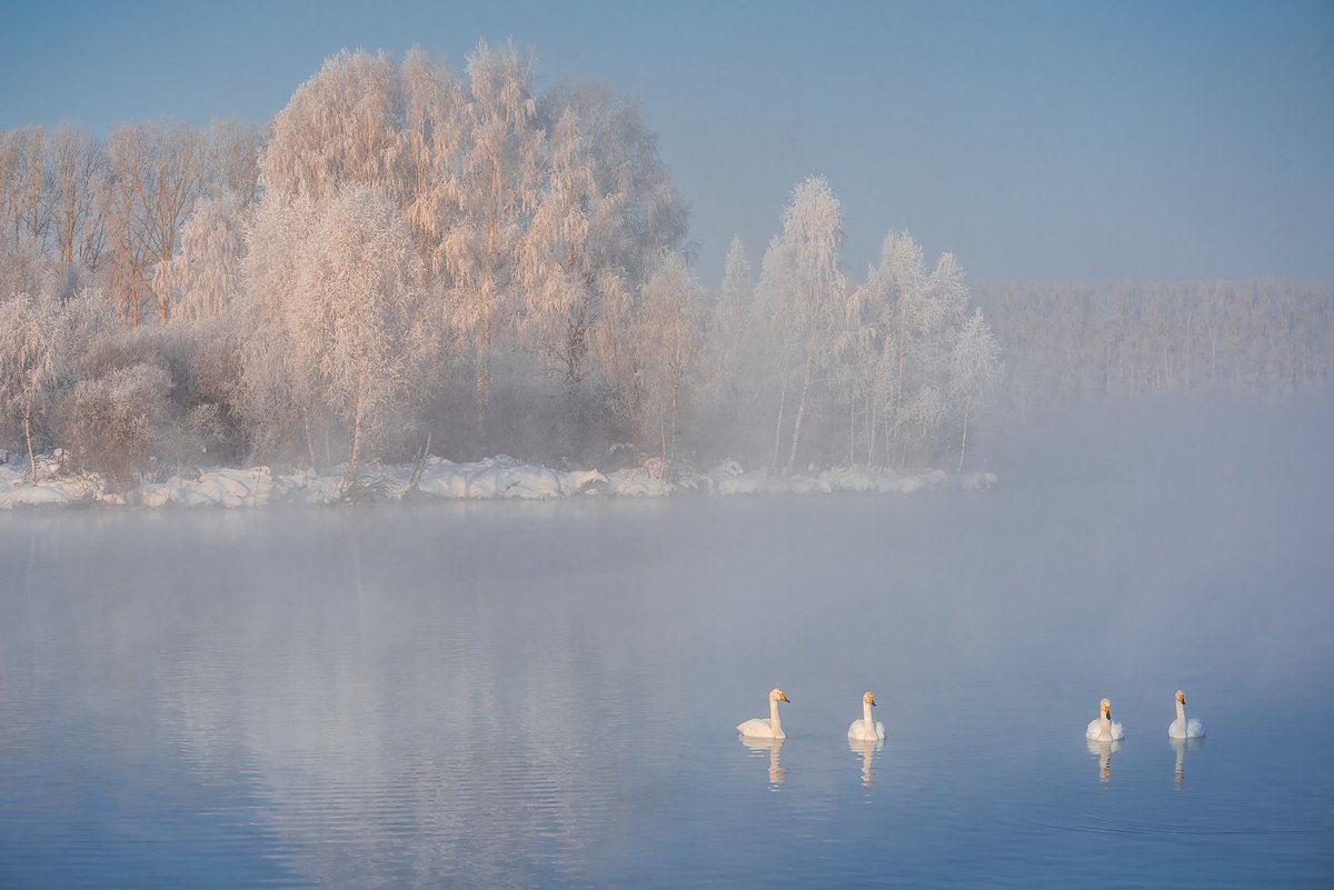 лебеди, зима, Екатерина (PhotoJourneys.ru) Васягина