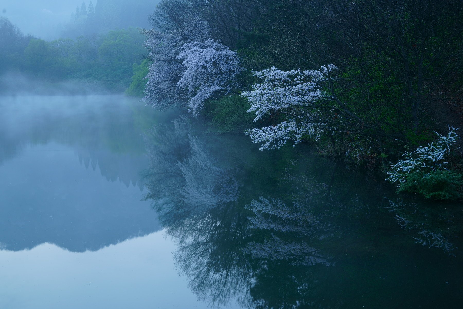 korea,spring,reservoir,morning,cherry blossom,fog,mountain,landscape, Shin